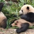 大熊猫2吃竹子还边吃边拉