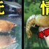 无情哈拉少！小龙虾自相残杀，失败者手脚被啃完，看着肉疼！