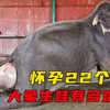 怀胎22个月，生下的孩子一米多高，大象繁殖有多艰难