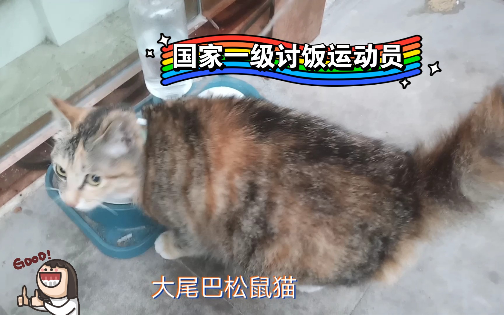 小猫粘人届的天花板，必需要蹭蹭妈妈才能吃饭，一级讨饭高手