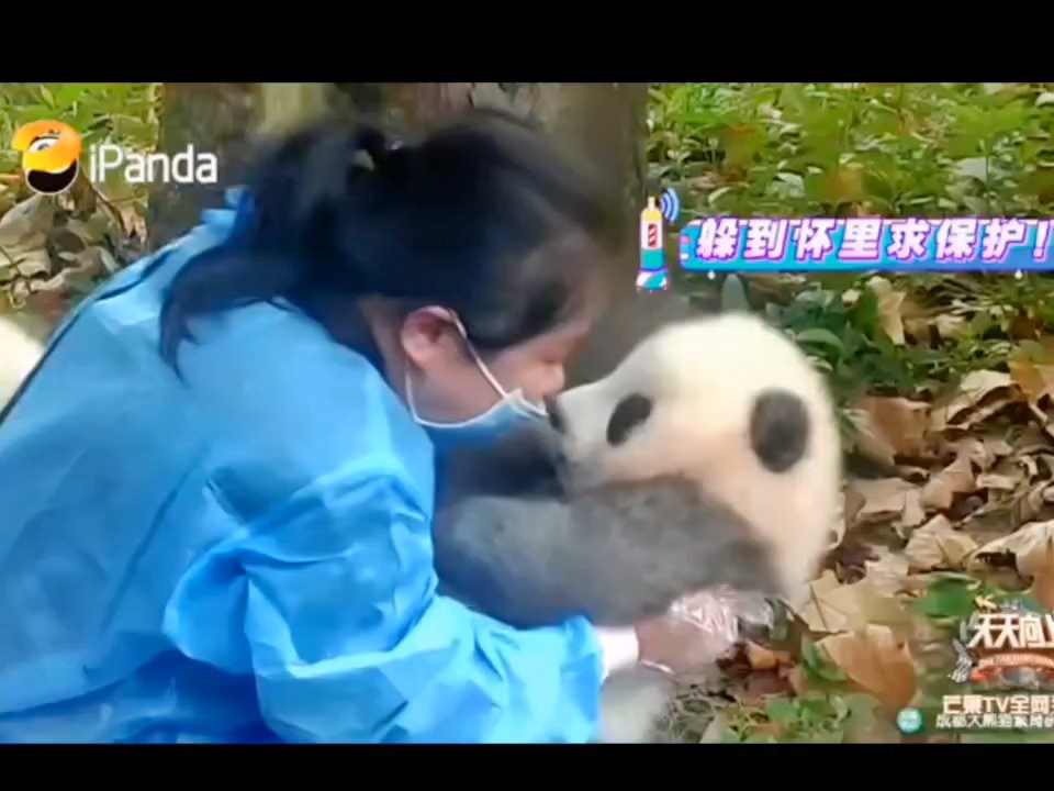 【李兰陵】惊！李兰陵竟然给熊猫配过音？！