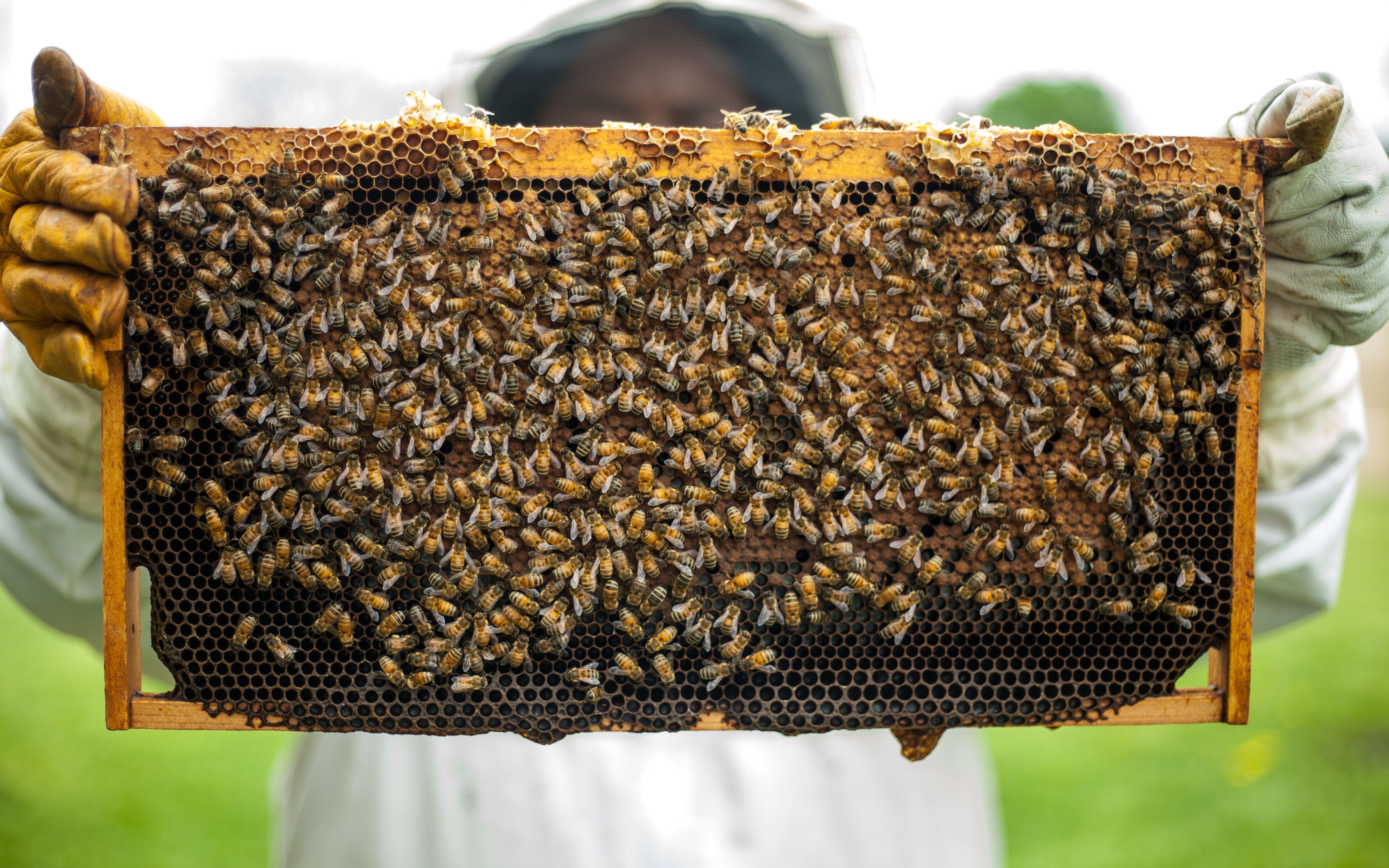 蜜蜂养殖职业技能培训现代科学养蜂技术值得收藏