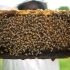 《蜜蜂养殖职业技能培训》现代科学养蜂技术，值得收藏