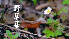 f78de9f0c6ad8fcb5382de32757fcbc4e15fe410.jpg@280w_158h_1c_100q.jpg