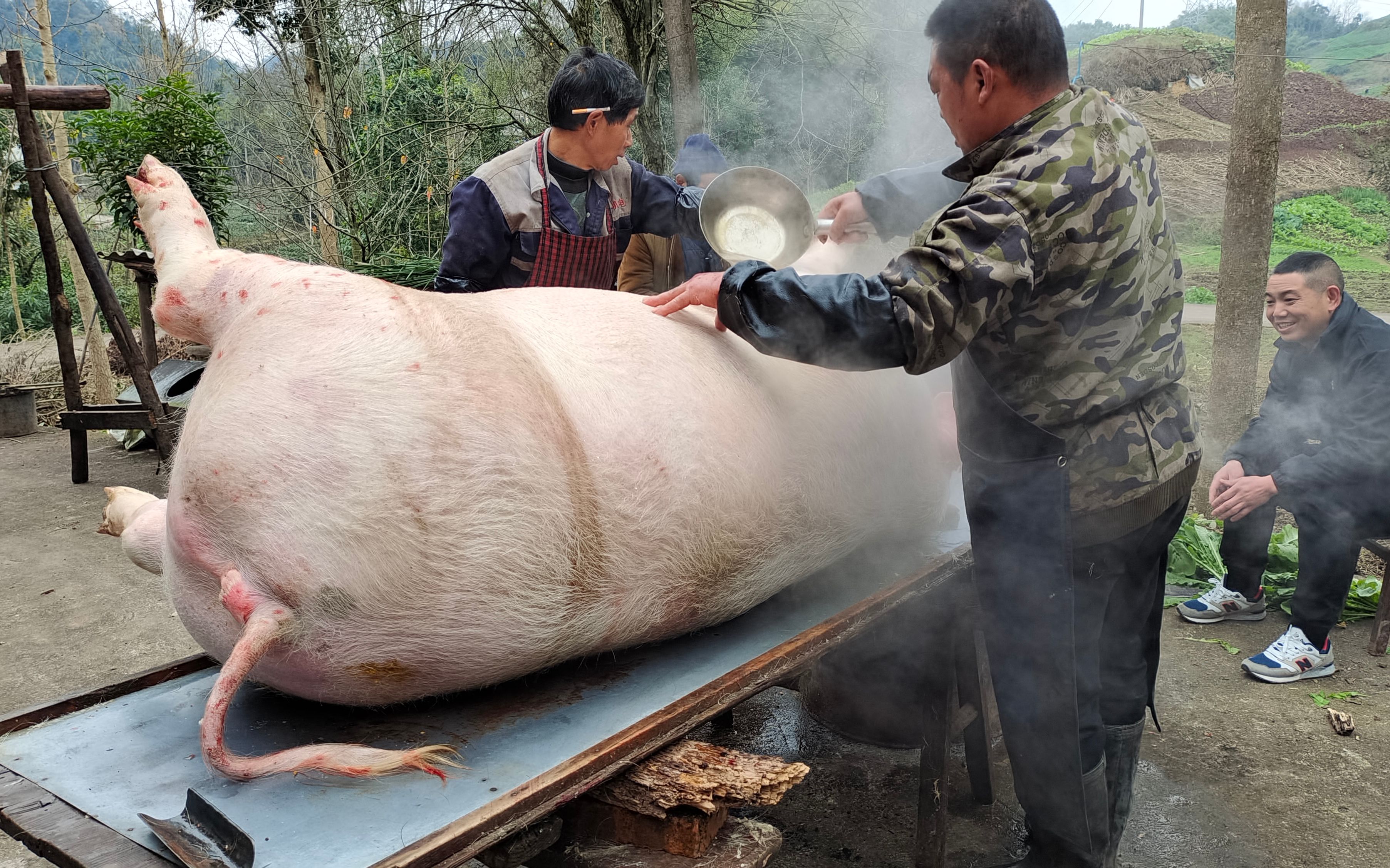 父亲养的过年猪，500多斤的毛重，老家的年猪饭闹热