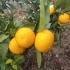 农村大妈地里种菜，顺便参观了满园种的柑橘，柑橘个头还不小