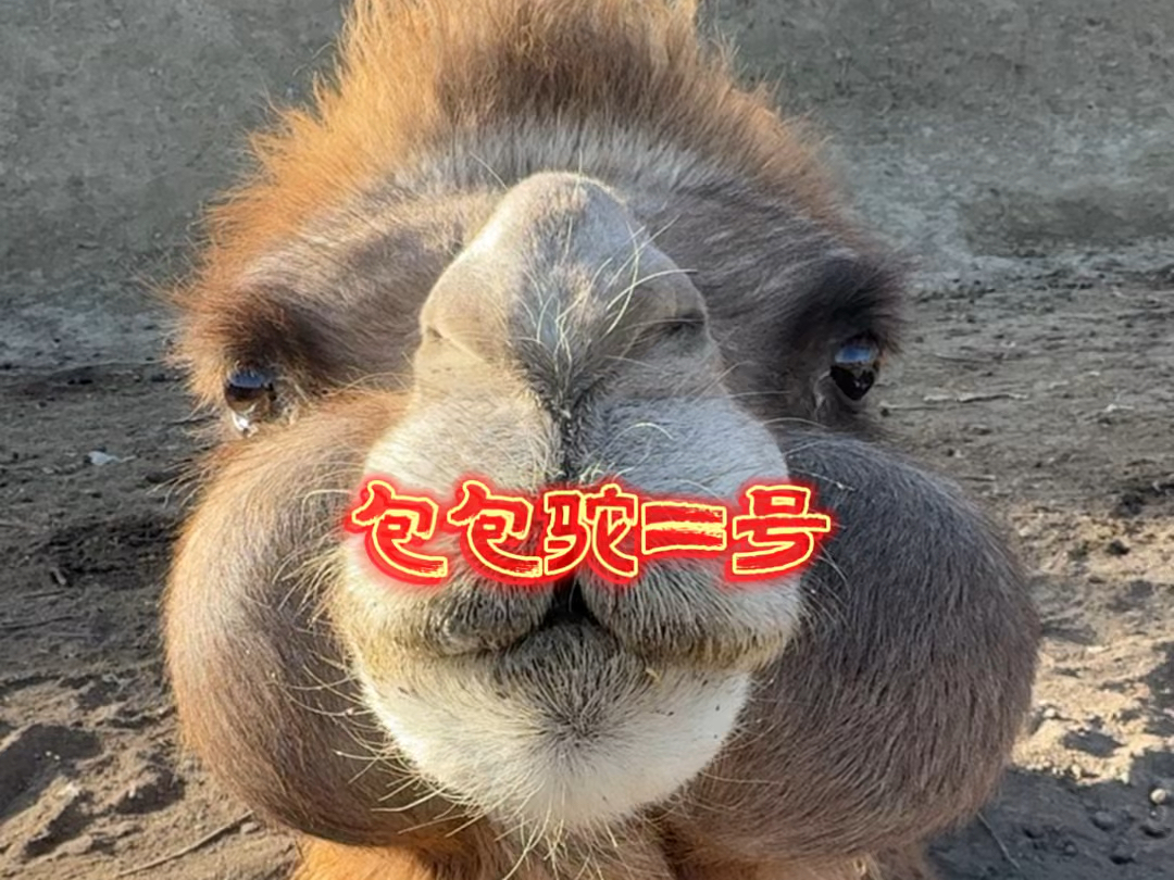 你们更喜欢哪一峰包包驼？