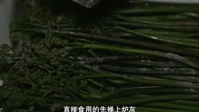 山上的野菜蕨菜 f7f0a68ecadc7893ff34b43e70c08886a39a03a7.jpg@280w_158h_1c_100q.jpg