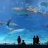 世界最大水族馆丨Kuroshio Sea-日本黑潮水族馆 平静而悲伤
