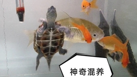 f80f207aa5d5e9b07b75ae4f506f52b4cabc5e70.jpg@280w_158h_1c_100q.jpg