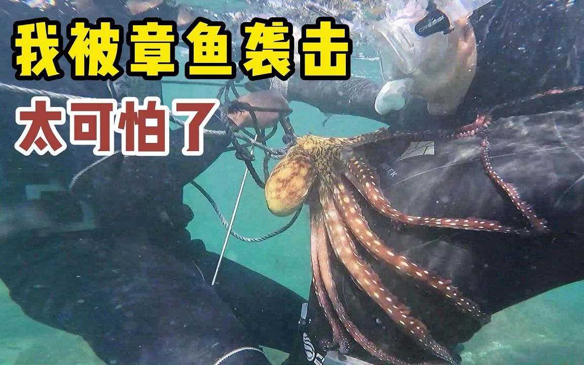 《环球探海记》阿曼 第42天(上集)：今天潜水看到龙虾泛滥，但却被凶猛的章鱼袭击 ！