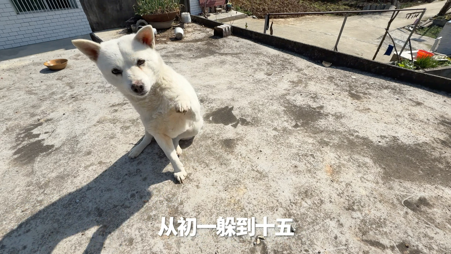 躲鞭炮躲到今天终于出来了