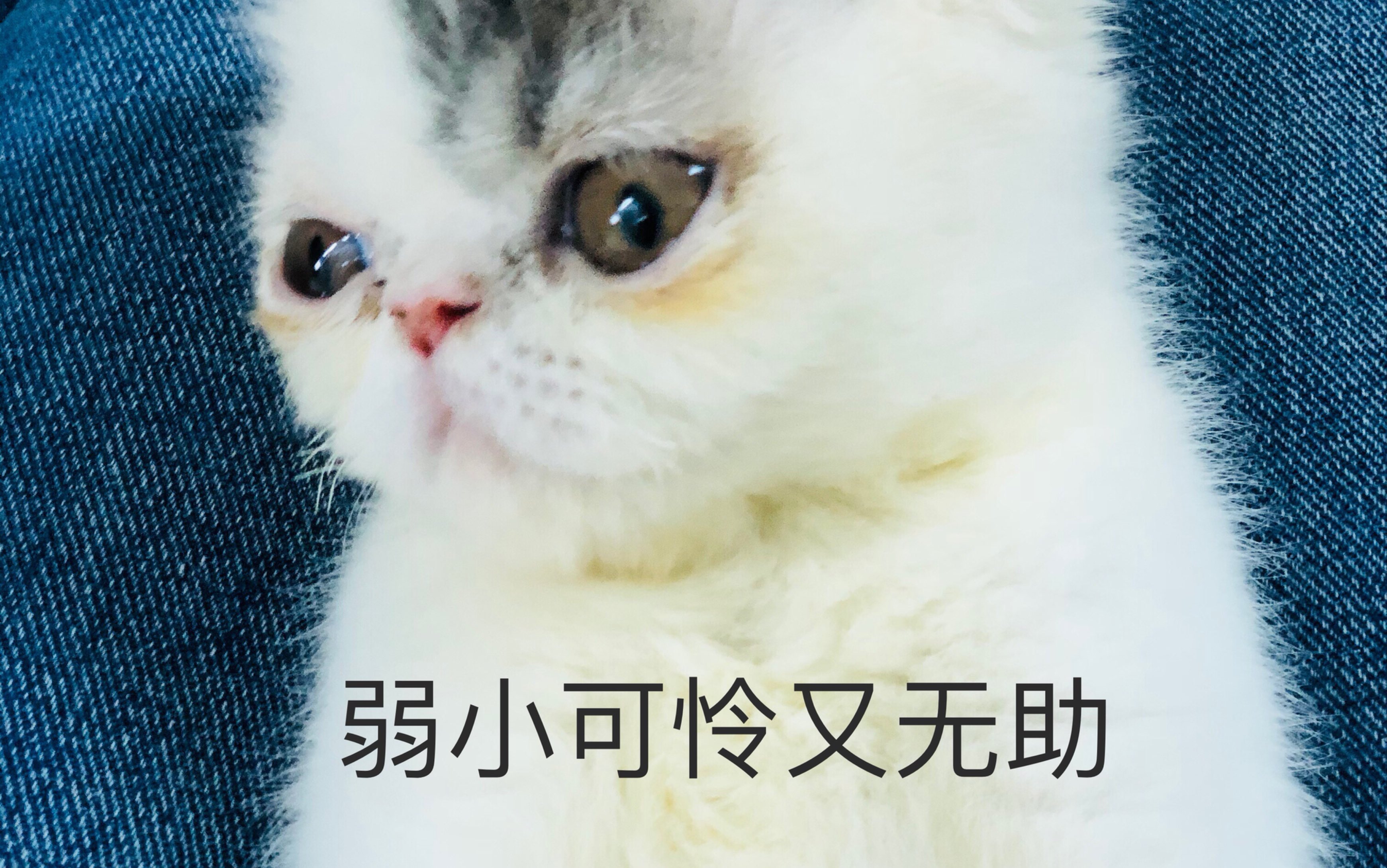 弱小可怜又无助的小猫咪