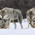 狼的进化：灰狼的诞生，一个让人类敬畏的物种，与郊狼和红狼不同