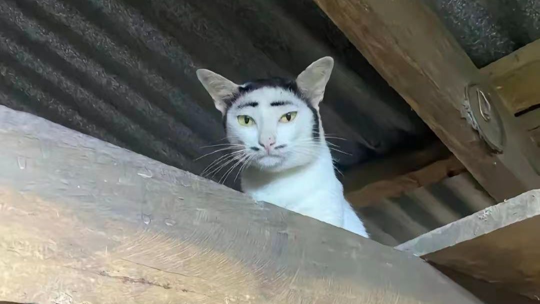 《爱丑猫说》