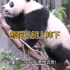 大熊猫各种从树上摔下的名场面，为什么它们摔下来一点事儿都没？