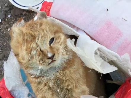 帮助饿死的流浪猫入土为安，这是我不想面对又不得不面对的事，冬将军的发力，很多流浪猫都面临死亡，小猫咪的这种死法我真的有些接受不了，但是又有什么办法呢？