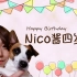 【丰崎爱生】给过生日的爱犬介绍个“对象”当做生日礼物!【和nico酱一起 #7】