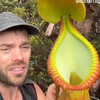 The biggest macrophylla I observed today
