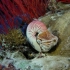 鹦鹉螺-古老物种