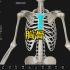 胸骨的3D解剖