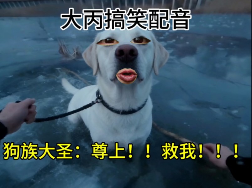 狗族大圣：尊上！！救我！！！