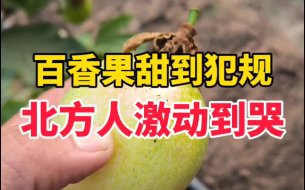 我在北京种的百香果比南方还甜，狂喜、激动！