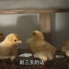 雏鸡第四天，弱雏开始淘汰，为了小鸡的成长，给小鸡分餐吃料