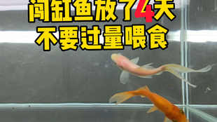 f8e2b4e487386e4e330625899d97bd95c5887f3c.jpg@310w_174h_1c_100q.jpg