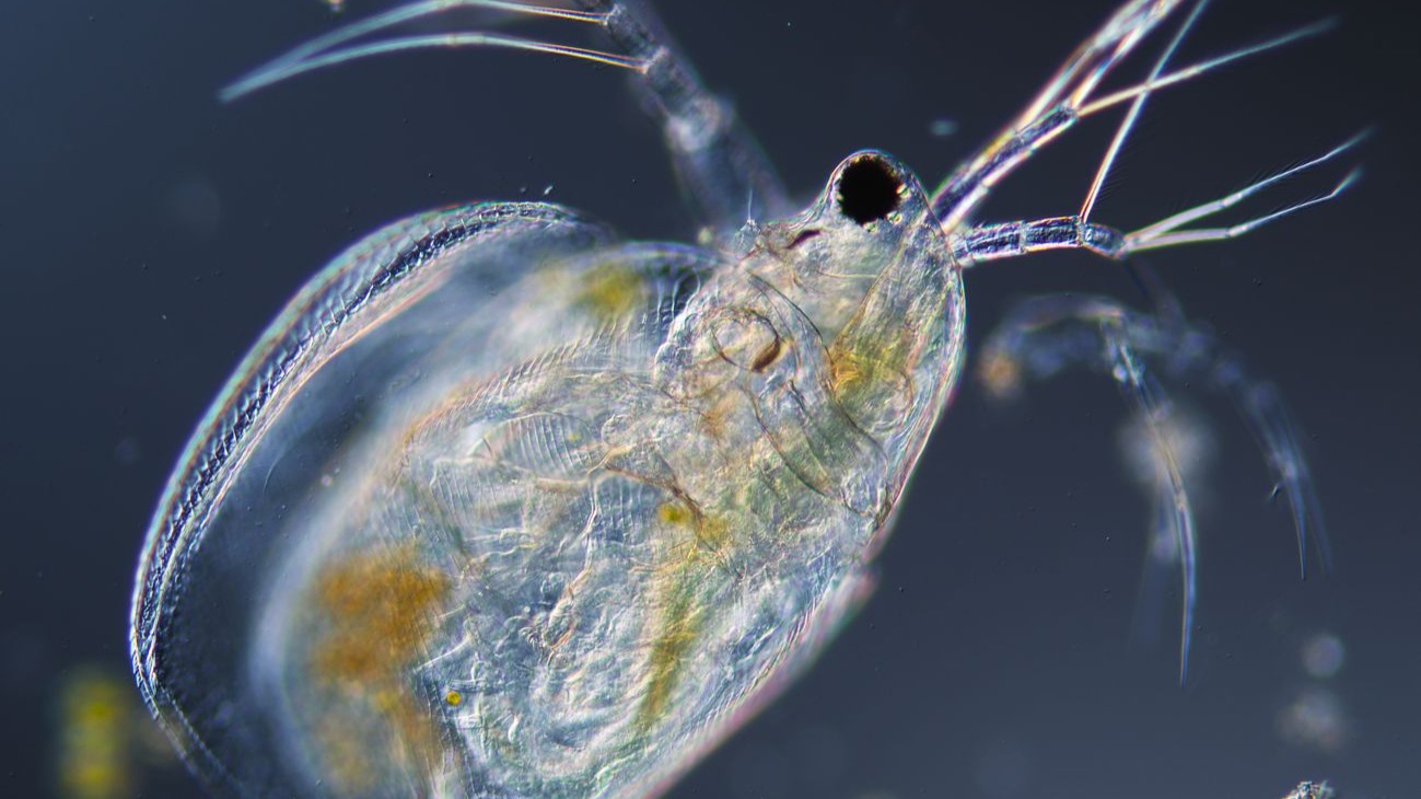 显微镜下的绝美微生物世界（2025.3.29）