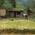 EP103 补发 荒野求生 贵族哥开荒辟土，培育水稻苗，种植水稻