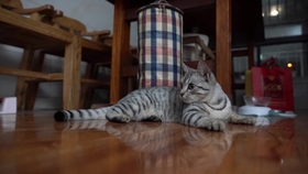 怎么看小猫是否快生了 f910c36785d8825f7f94f2185d643cbe69e0611c.jpg@280w_158h_1c_100q.jpg