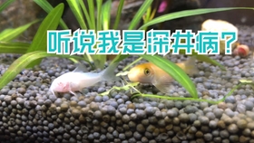 f91523a2a27eec201590a5c23217344bda91b731.jpg@280w_158h_1c_100q.jpg