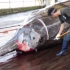 【深夜海鲜食堂】日本和田港一头巨鲸被拖上了渔港……然后……