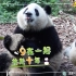 试问，谁的生日会有如此多大熊猫陪着过呢？