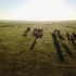 自然世界高清航拍·牛羊·草原·枝上鸟