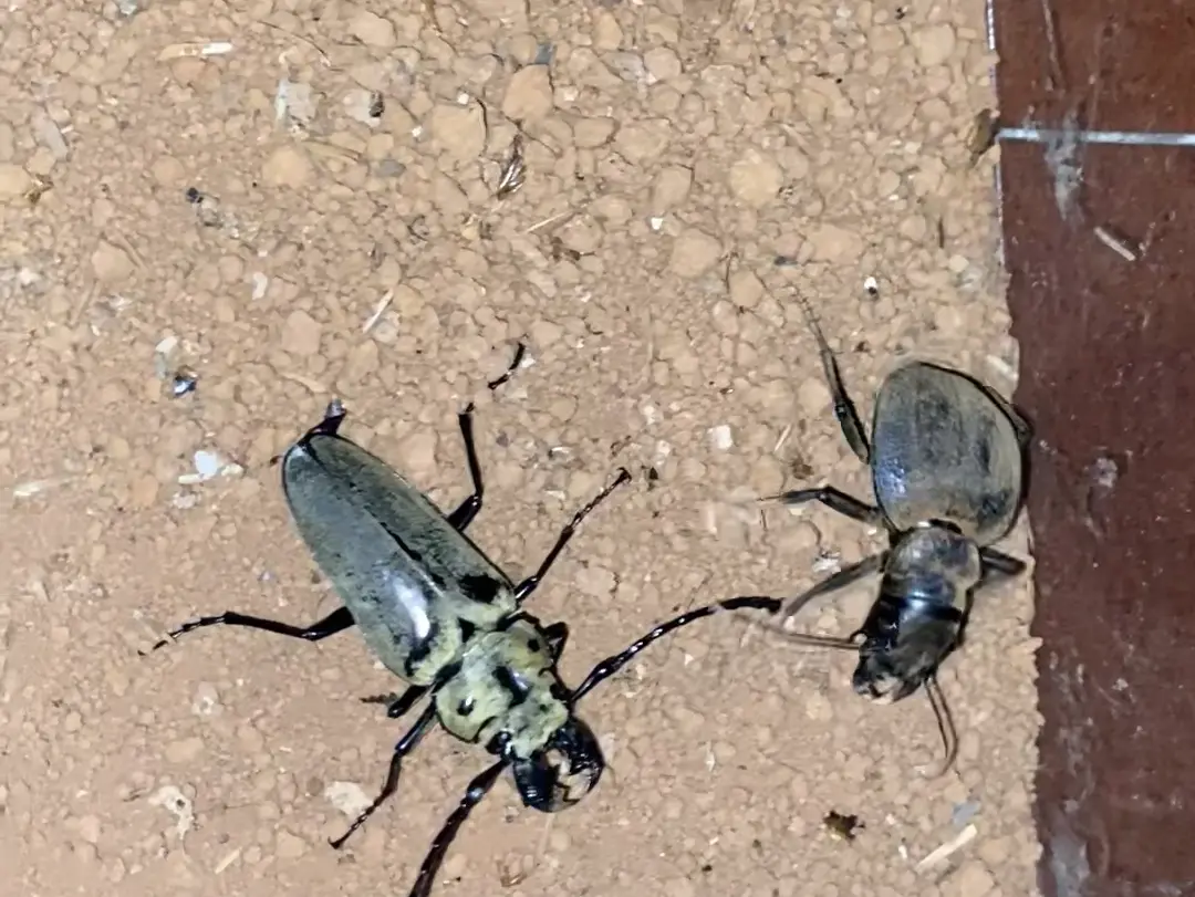 大王虎甲vs大三栉牛