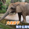 大象的鼻子有什么奇妙用途，失去鼻子的大象能生存吗