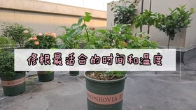 f97b79bae75ceaeb8e1bd1cd6493af581d4d4c4f.jpg@280w_158h_1c_100q.jpg