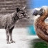 【Trend Max 】人类遗憾的10种动物灭绝