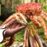 【4K】在大森林里用整只帝王蟹做蟹肉汉堡吃??? | Fire Kitchen