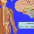 厦医高洪泉老师：系统解剖学（神经系统）——1神经系统总论