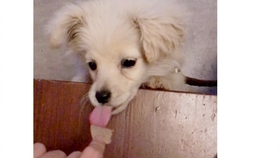 怎么哄狗狗睡觉 f9d4e5841cf634950a0ef72742828912821f734b.jpg@280w_158h_1c_100q.jpg