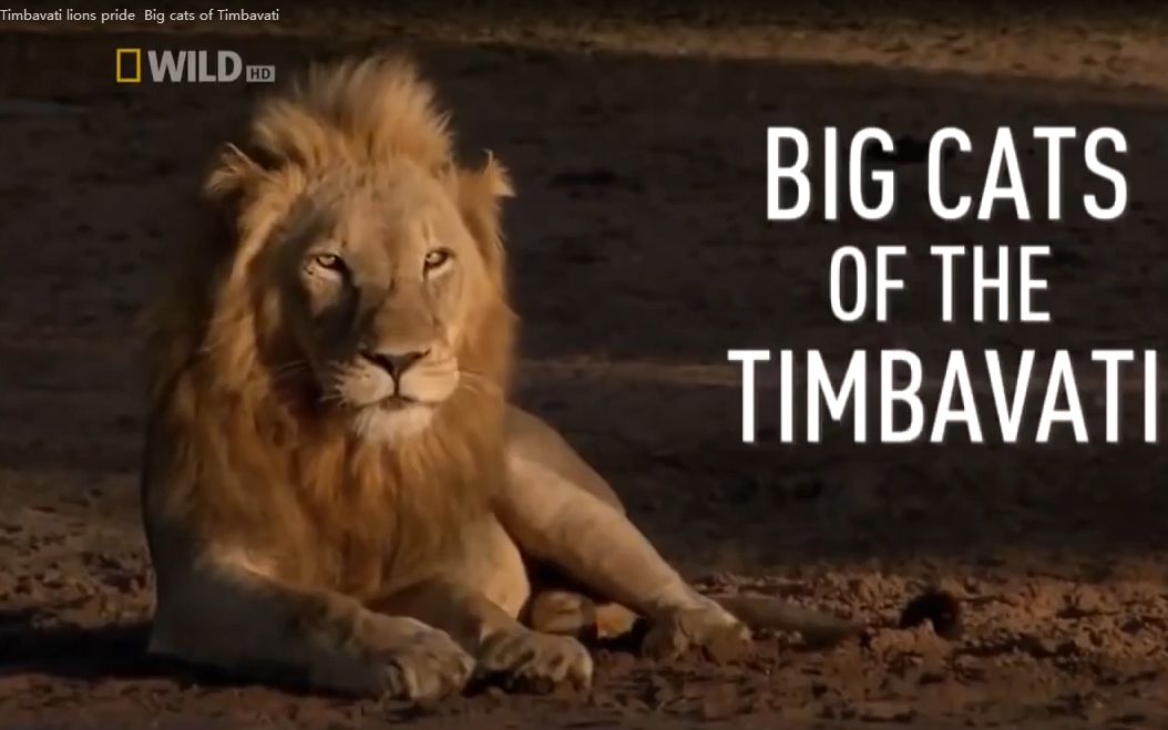 timbavati lions pride big cats of timbavati