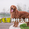 养金毛是种什么体验？痛并快乐着