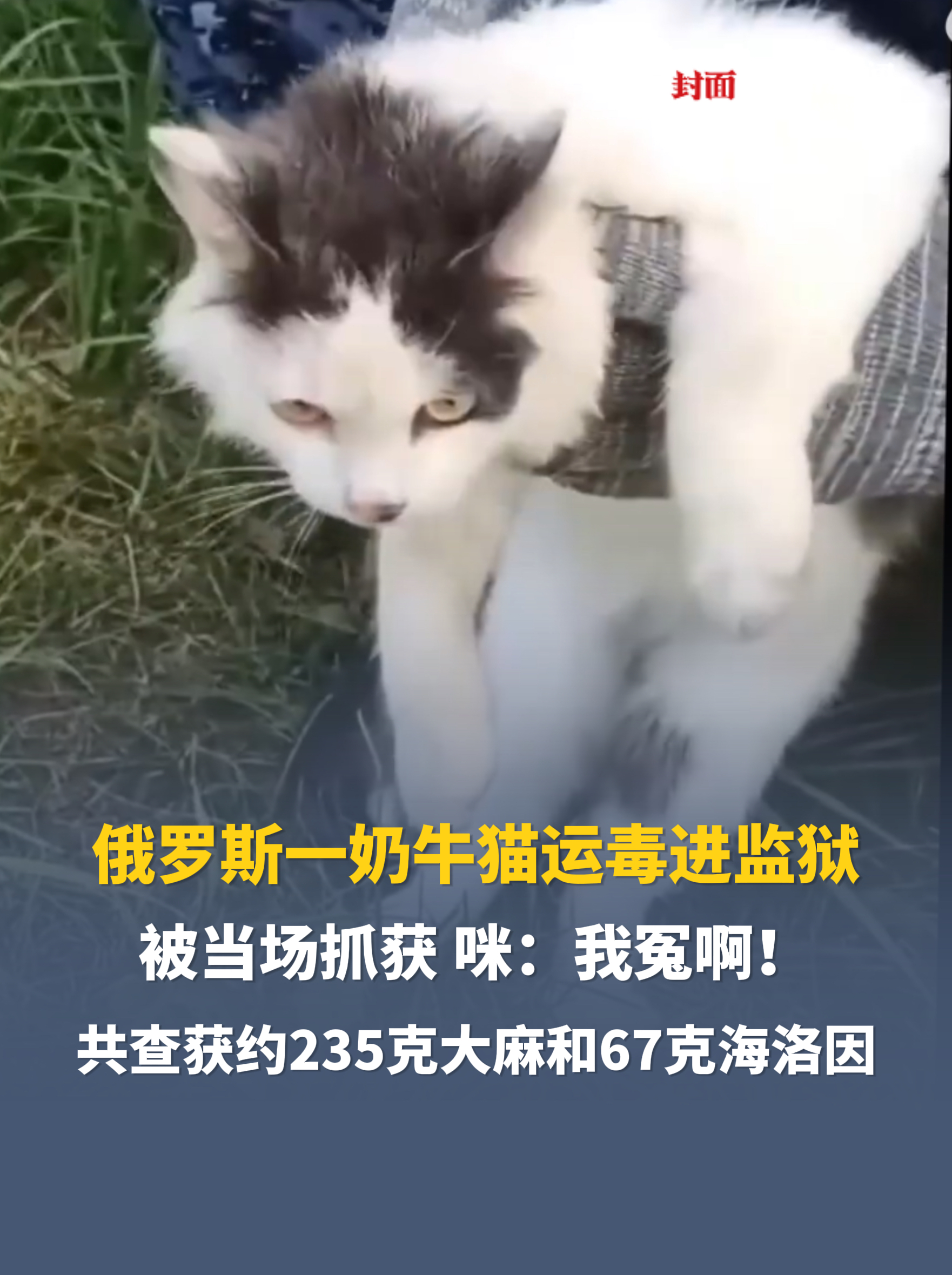 俄罗斯一奶牛猫运毒进监狱，被当场抓获，咪：我冤啊！