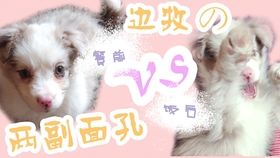 f9fa9e9b8b491d3ade2c596fe873c8a8e43457cf.jpg@280w_158h_1c_100q.jpg