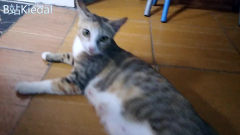怎么防止猫咪生病 f9ffc1e7fb1649f020f2e1392b3a1581bf88ad8e.png@480w_270h_1c