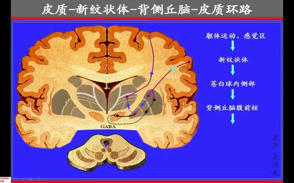 厦门医学院《人体解剖学》教学视频课174集--139.基底神经节