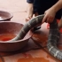 越南【巨型眼镜王蛇】可以出多少蛇油？